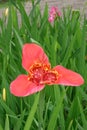 Mexican shellflower, Tigridia pavonia, rosy red colour